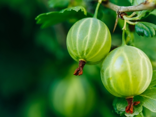 Shutterstock 1016462485