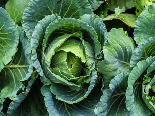 Shutterstock 1513039574