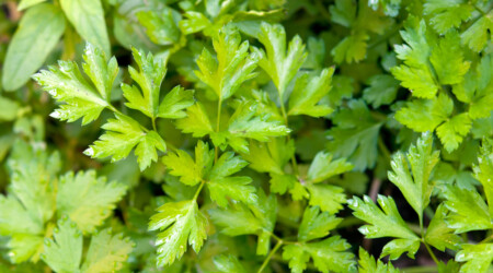 Shutterstock 295225127