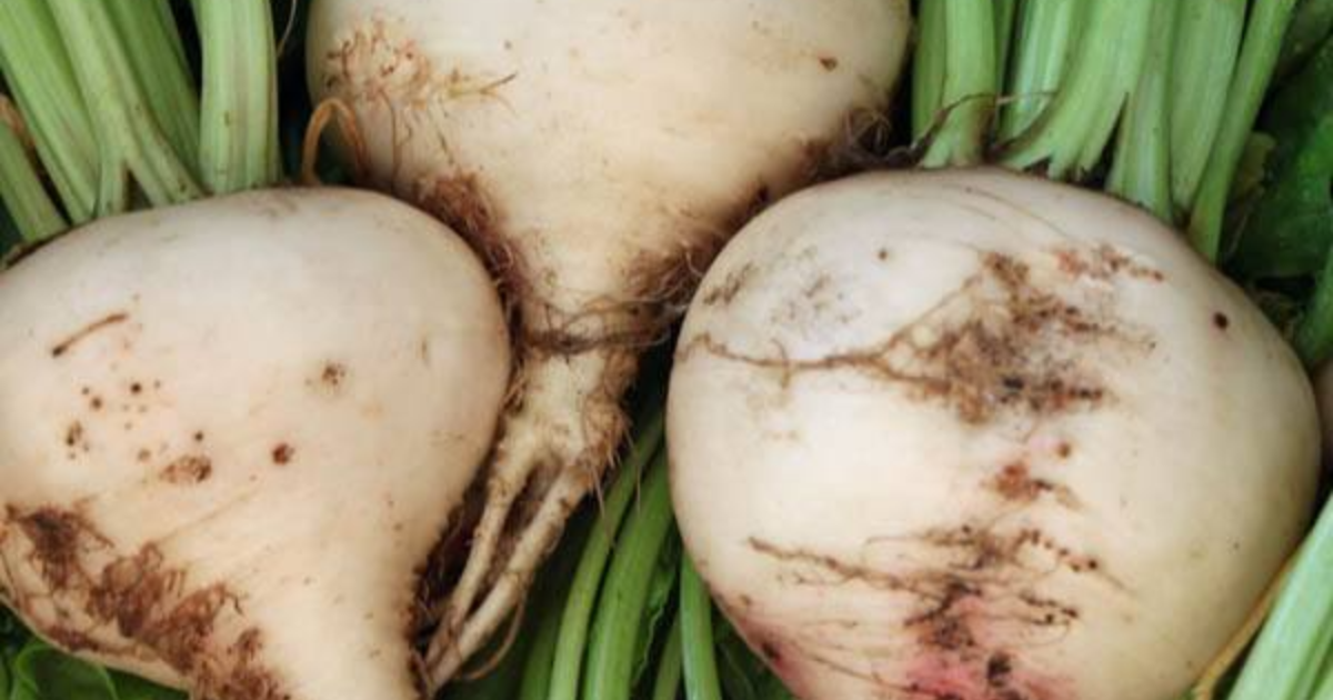 summit white dark beetroot